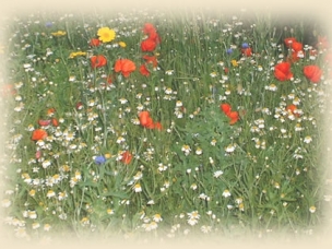 Adam Phillips - Countryside and Garden Services in Cornwall