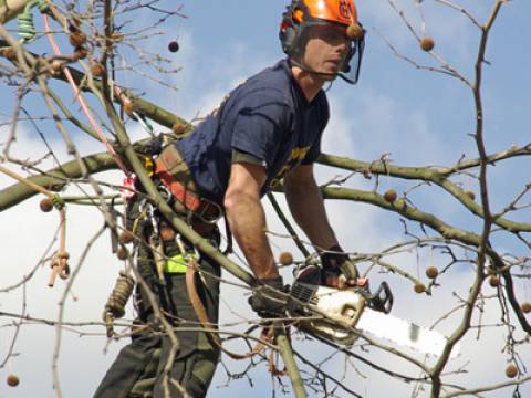 Herts Tree Care4