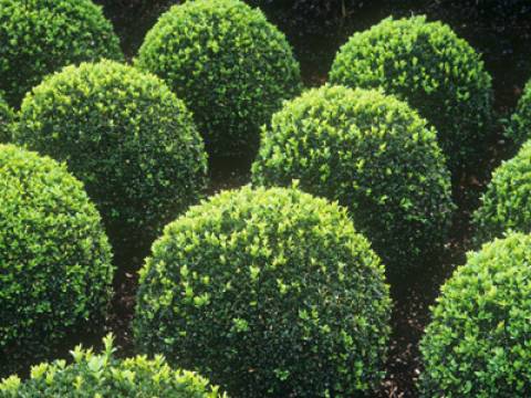 Herts Tree Care3