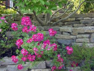 Iqon Gardening Services in Hertfordshire