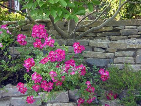 Iqon Gardening Services1