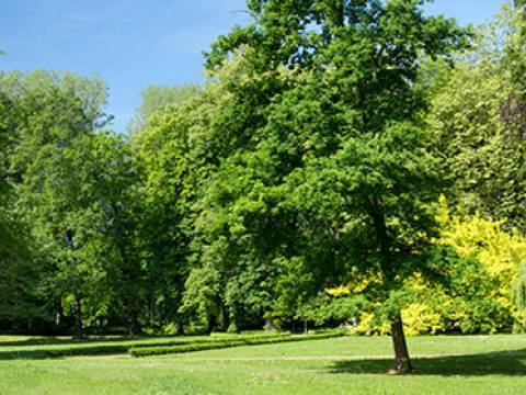 Oaklands Tree Specialists Ltd.1