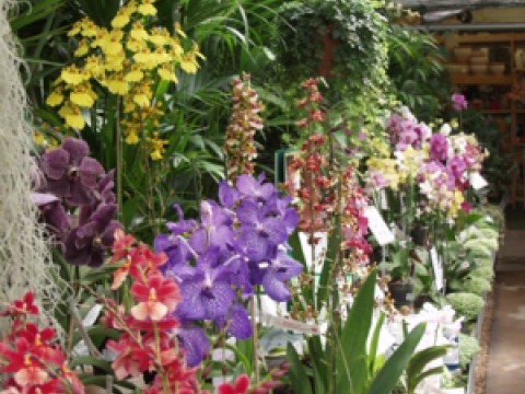 Ayletts Nursery2