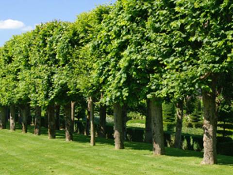 Tree, Hedge & Garden Services3