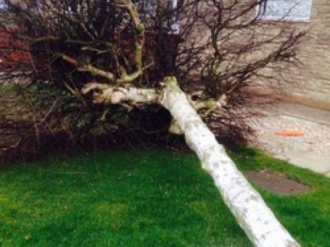 Sarah Mitchell  Tree & Garden Services Ltd3