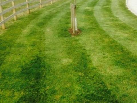 Sarah Mitchell  Tree & Garden Services Ltd2