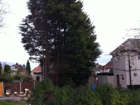 Rapid Tree Care Liverpool 1