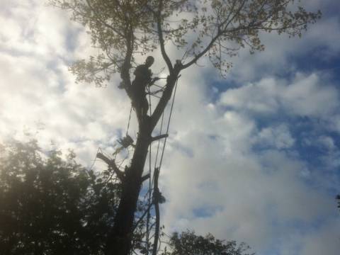 Rapid Tree Care Liverpool 2