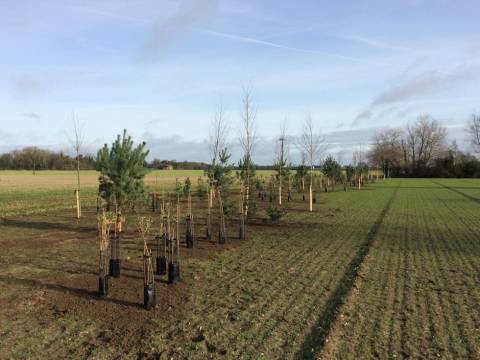 M&N Horticulture Garden Maintenance and Landscaping2