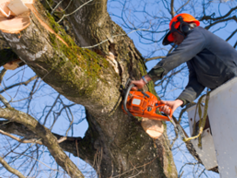 Tree Surgery Northumberland2