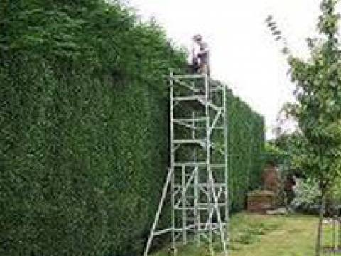 Went To Mow1