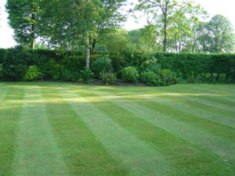 Elms Landscapes1