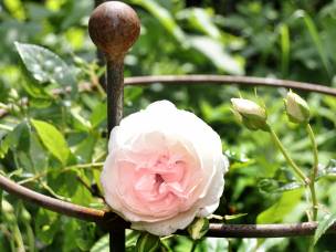 Wild Garden Design in Dorset