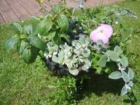 J&K Primrose Garden Maintenance 2