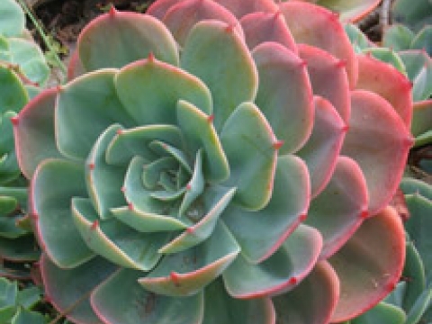 The urban gardeners4