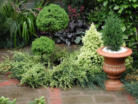 Bloom gardening services 5
