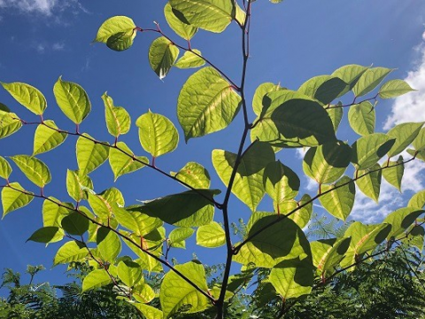Southwest Japanese Knotweed Removal Cornwall Devon Bristol Somerset5