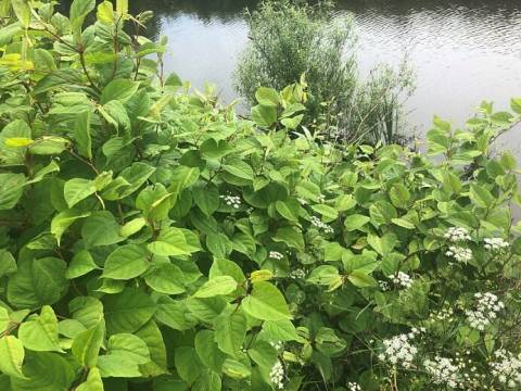 Southwest Japanese Knotweed Removal Cornwall Devon Bristol Somerset2
