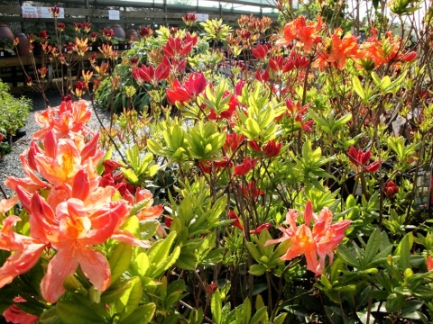 Moota garden centre 3