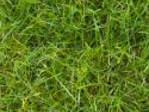 Thorough cut trees and garden services 1