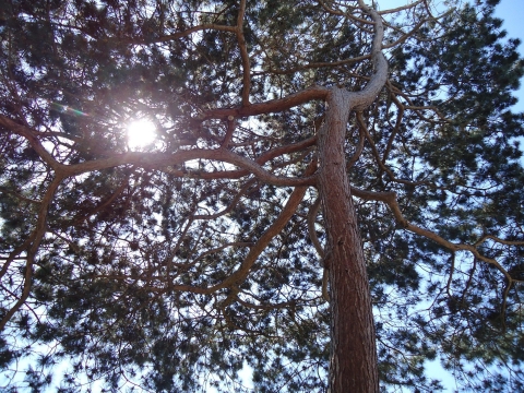 Soul Gardeners1