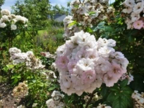New Life Gardening Landscaping, Maintenance and Consultancy Services3
