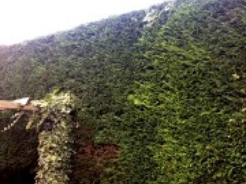 Oak Apple Landscaping3